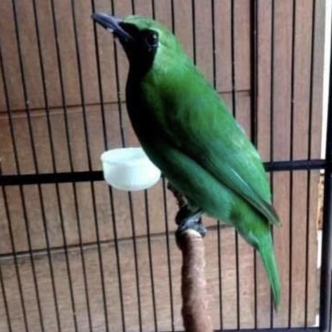 

Terlaris | Terbaru | Best Seller | Termurah Cak Ijo Body Big Original | High Quality | Berkualitas