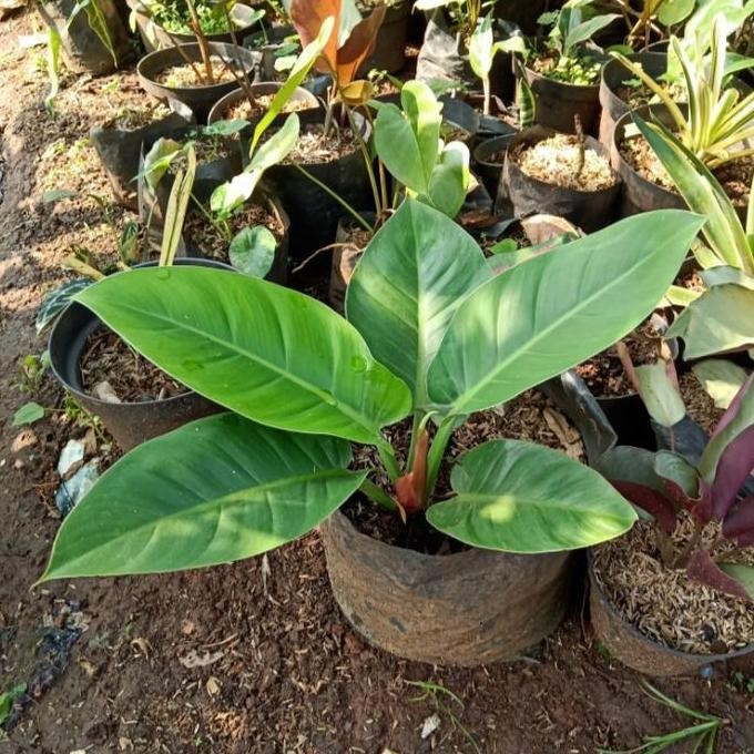 TERMURAH - tanaman hias philodendron Green emerald,tanaman philo