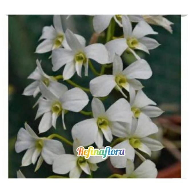 anggrek dendrobium spesies affine/larat putih