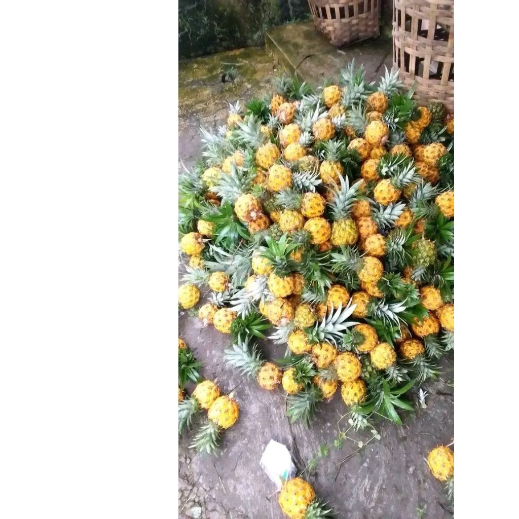 

[]COD[] __ nanas madu pemalang