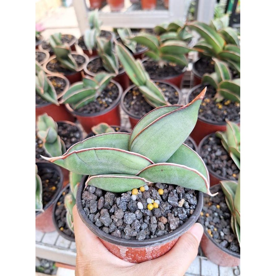 TERMURAH - sansevieria banana / sansevira banana