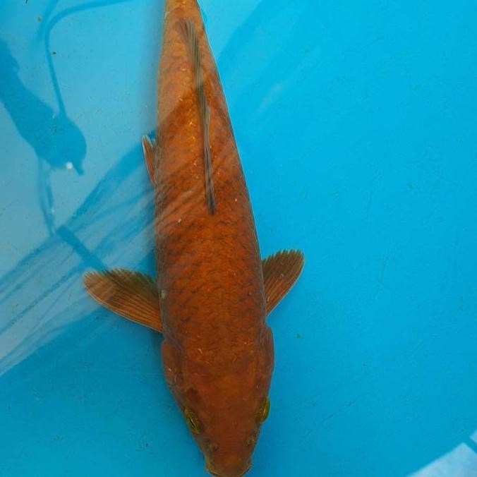 Paket Ikan Koi Blitar 3 Ekor Co