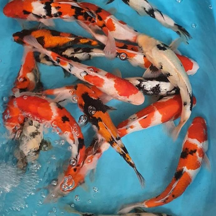 Paket Koi Blitar 10 Ekor 26-30Cm Grade A+ Co