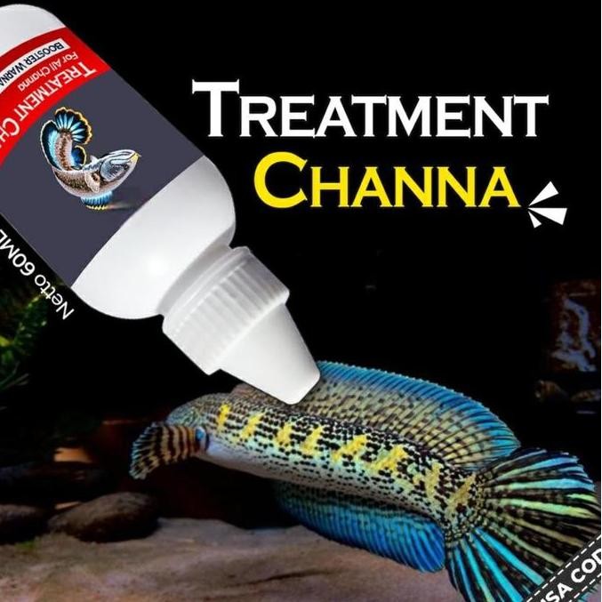 Treatment Ikan Channa Auranti Maru Barca Pulchra