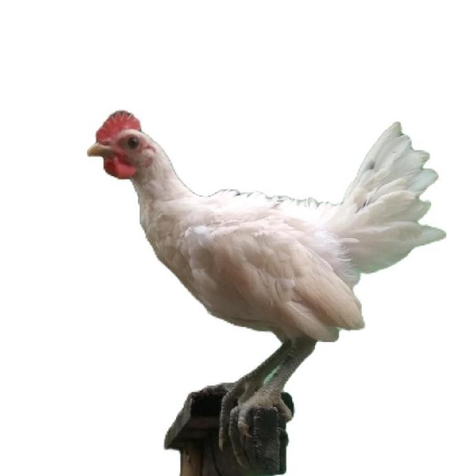 

Ayam Ketawa Jantan Umur 3 Bulanan Harga untuk 1 Ekor Asli Sehat dan Lincah Sesuai Foto Ternak Sendiri