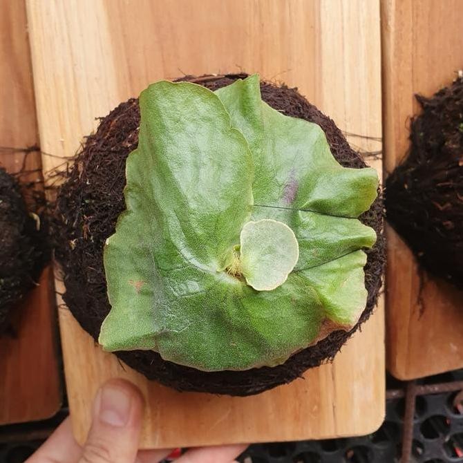 Ready PLATYCERIUM ERAWAN MADAGASCARIENSE X ELEPHANTOTIS