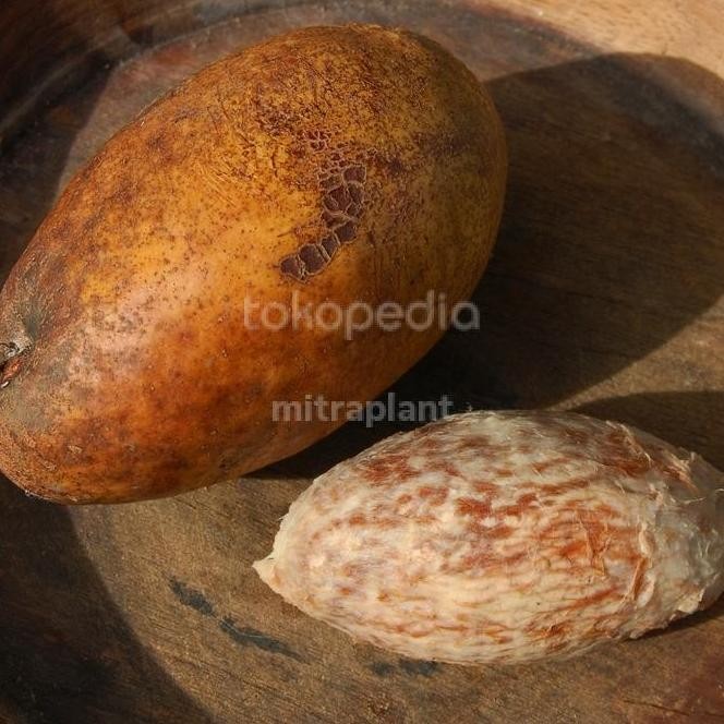 Ready Bibit Pohon Kemang - Tanaman Buah Kemang - Tanaman Buah Langka