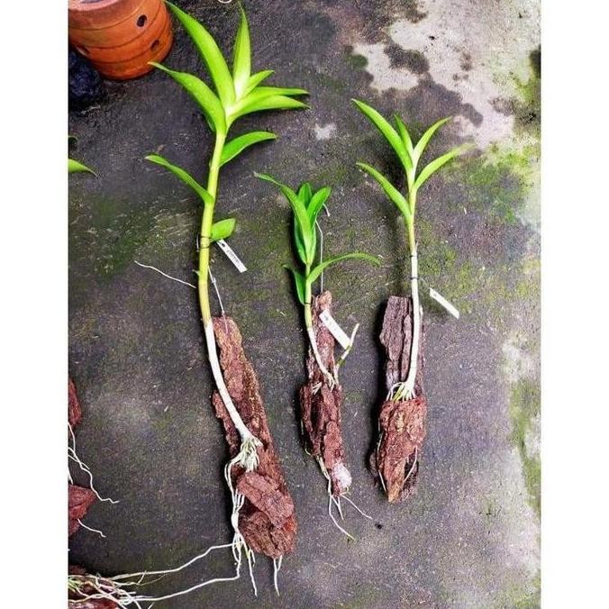 Ready anggrek keki dendrobium capung Kapuas/ langkah