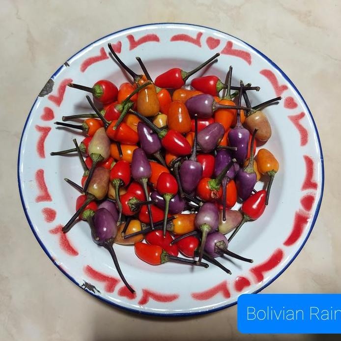 

Ready Biji Cabe Warna Warni (Bolivian Rainbow) Rp.50.000,- isi 150 butir