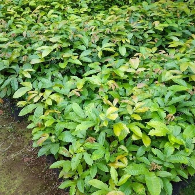 Bibit Tanaman Buah Matoa Merah Cangkok-Pohon Matoa Merah Hasil Cangkok BISA COD