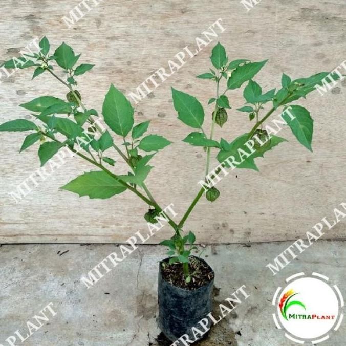 POHON Bibit Pohon Cecenet/Ceplukan - Tanaman Buah Cecendet/Ciplukan - BISA COD