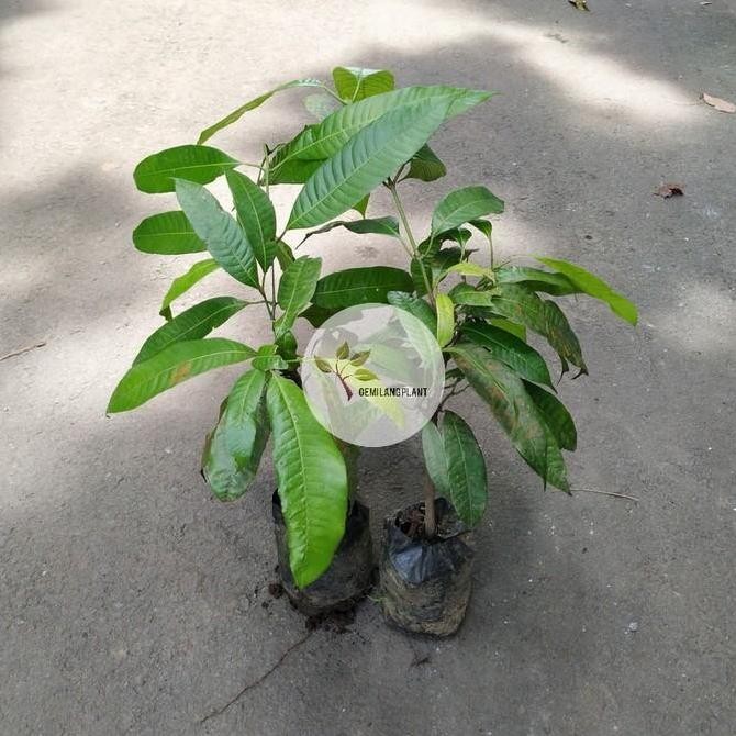 POHON Bibit Pohon Gandaria - Tanaman Gandaria Jatake - Buah Gandaria BISA COD