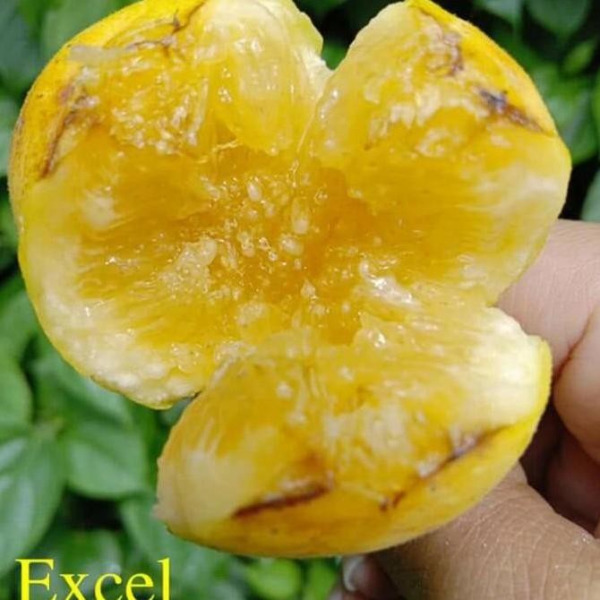 Tanaman hidup Bibit pohon buah tin kuning jumbo Excel BEST BISA COD