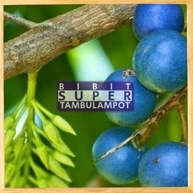 POHON VIRALL Bibit Tanaman Buah jenitri Okulasi Stek Cangkok Unggul BISA COD