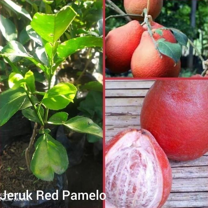 POHON Bibit Tanaman Buah Jeruk Red Pamelo Cepat Berbuah BISA COD