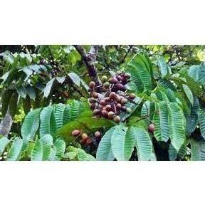 Bibit Matoa Pohon Matoa Bibit Buah Matoa Tanaman Matoa Siap Berbuah BISA COD