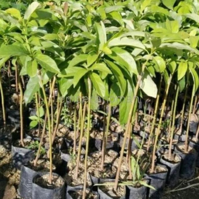 POHON Bibit Tanaman Buah Apokat Miki Okulasi Super Genjah BISA COD