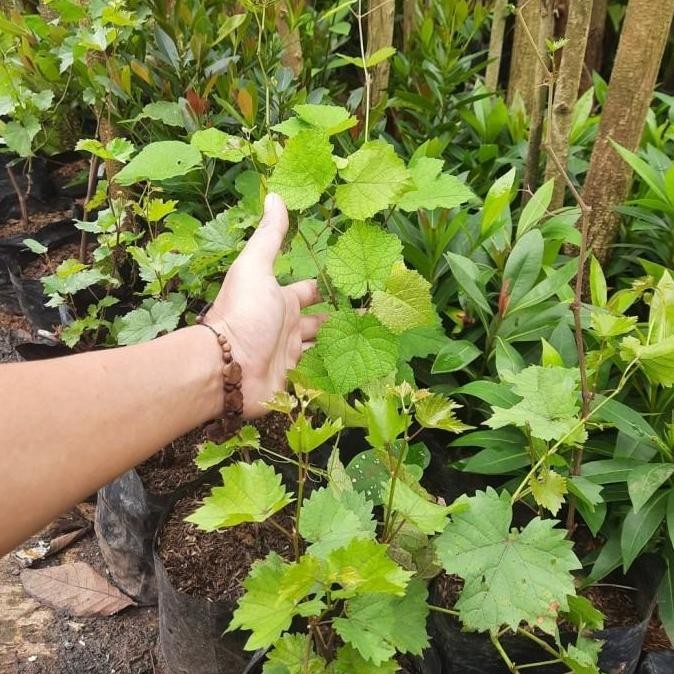 

buah aggur hij - pohon anggur - bibit pohon anggur SEGAR BISA COD