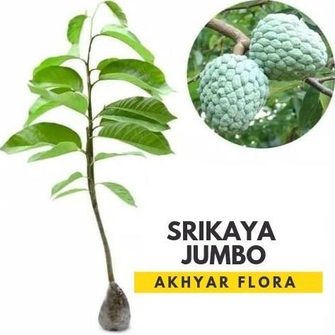 POHON Bibit Srikaya Jumbo Tanaman Buah Srikaya Jumbo BISA COD