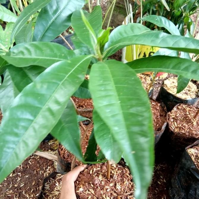 POHON bibit pohon buah alkesa/bibit puhun buah alkesa keju BISA COD