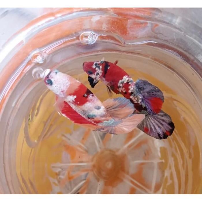 AL cupang koi galaxy 1 pair (sepasang) siap di ternak