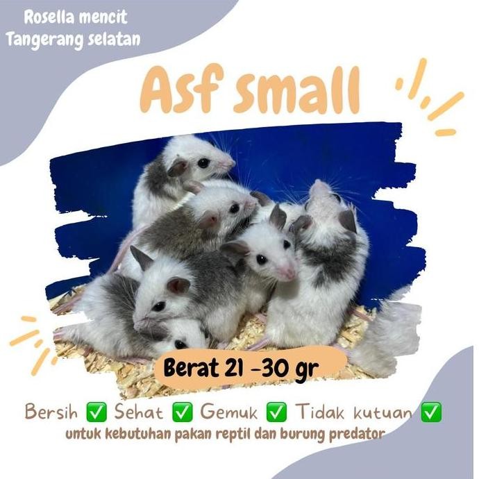 African Soft Fur Small