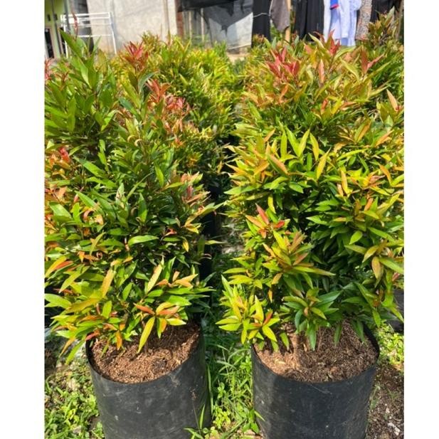 Tanaman hias pohon pucuk merah tinggi 60 - 80 cm / tanaman hias pohon pucuk merah tanaman hias pucuk