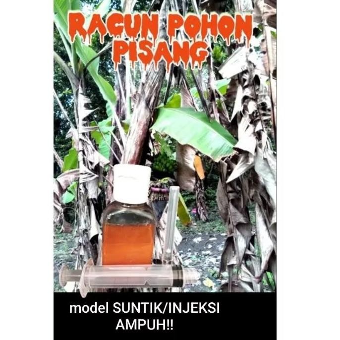 SUNTIK Racun Pohon PISANG, jenis Suntik, AMPUHHH Nugi