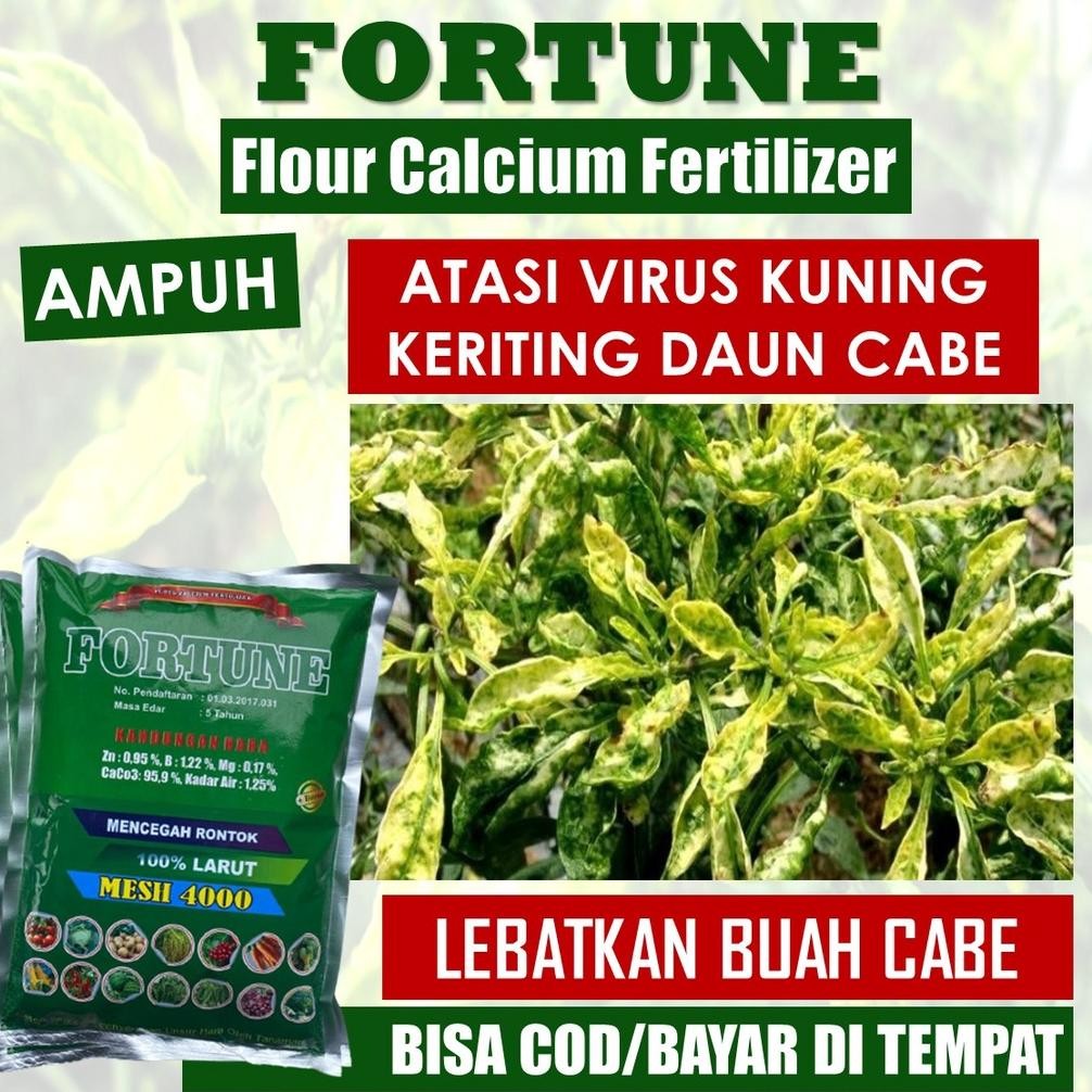 (SIAP KIRIM) FORTUNE 1 KG - Obat Semprot Daun Cabe Keriting Bule Dan Kuning Bulai Cabai Rawit Basah 