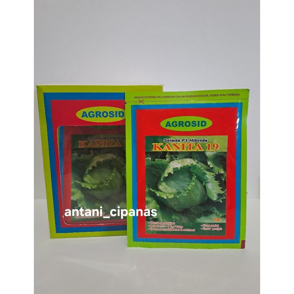 benih selada bulat / head lettuce KANITA 19 AGROSID 10GR Nugi