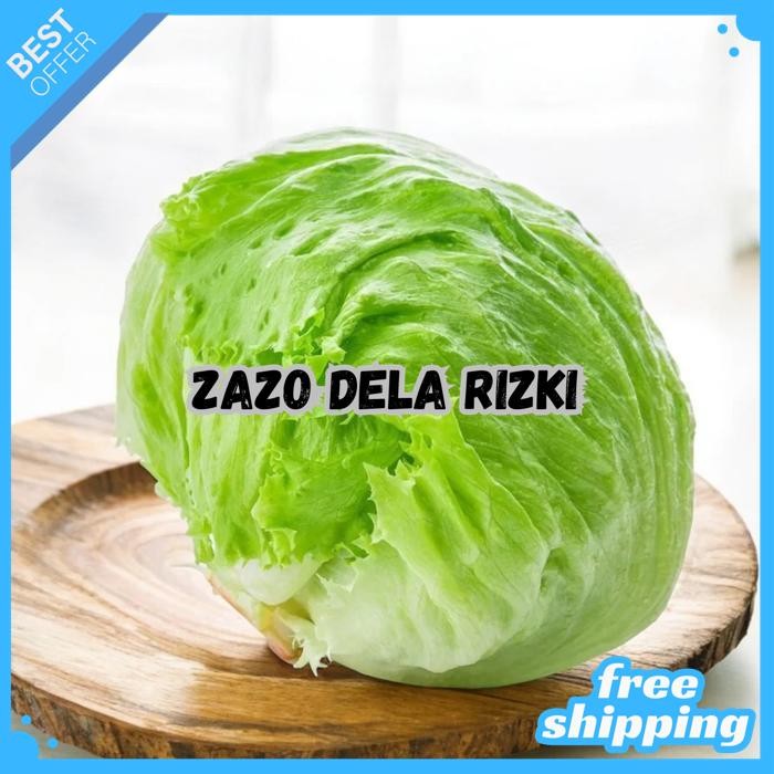 BENIH SELADA KEPALA HEAD LETTUCE CROP - HOME GARDEN SEED BY ZAZODELARIZKI