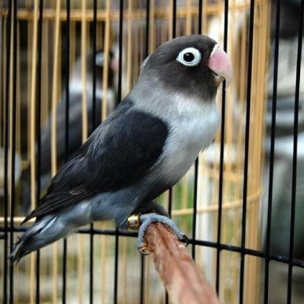 Promo Burung Lovebird Batman Jantan Betina Warna Hitam Langka