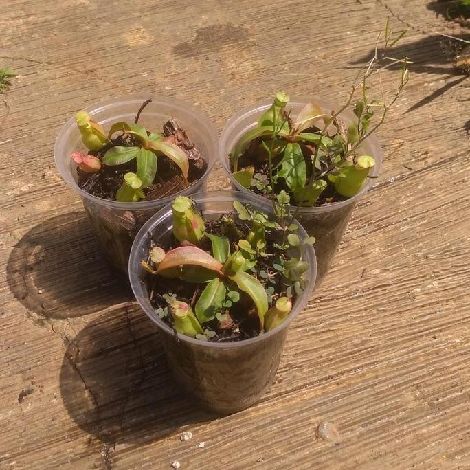 Bibit Tanaman Nepenthes Globosa Hybrid ISTIMEWA