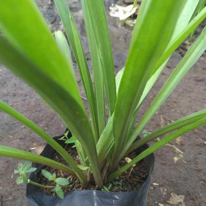 Bibit Tanaman Bunga Sedap Malam Pohon Bunga Sedap Malam BARANG SUPER