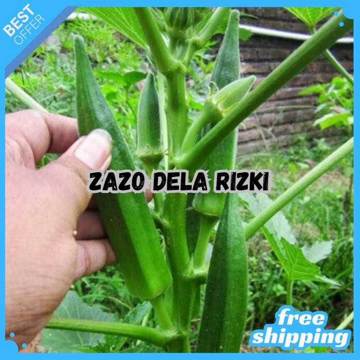 BENIH OKRA LUCKY FIVE (10 GR) - KNOWN YOU SEED BY ZAZODELARIZKI