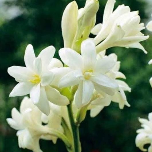 tanaman hias bunga sedap malam | bibit bunga sedap malam BARANG SUPER