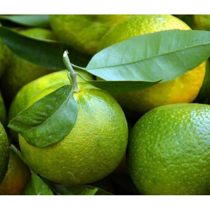 

Bibit Tanaman Jeruk Baby Java / Baby Pacitan - Tanpa Rasa Asam - MPASI terbaru