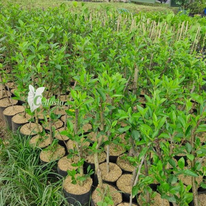 Bibit Tanaman Buah Apel Lokal Batang Bah Apel terbaru