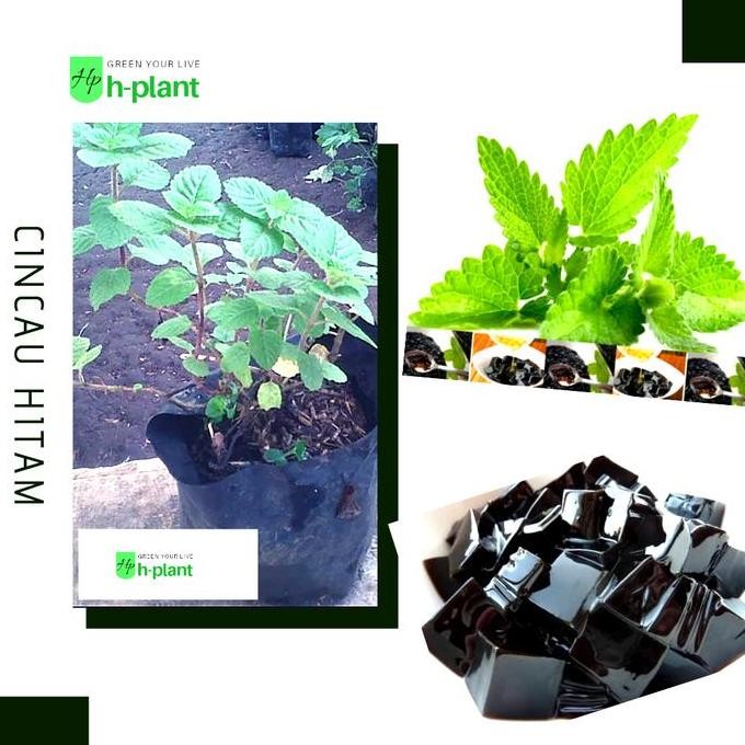 Bibit tanaman dn cinc hitam / janggelan BARANG SUPER