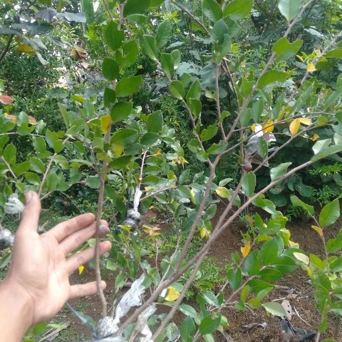 Bibit tanaman Ulmus-bahan bai ISTIMEWA