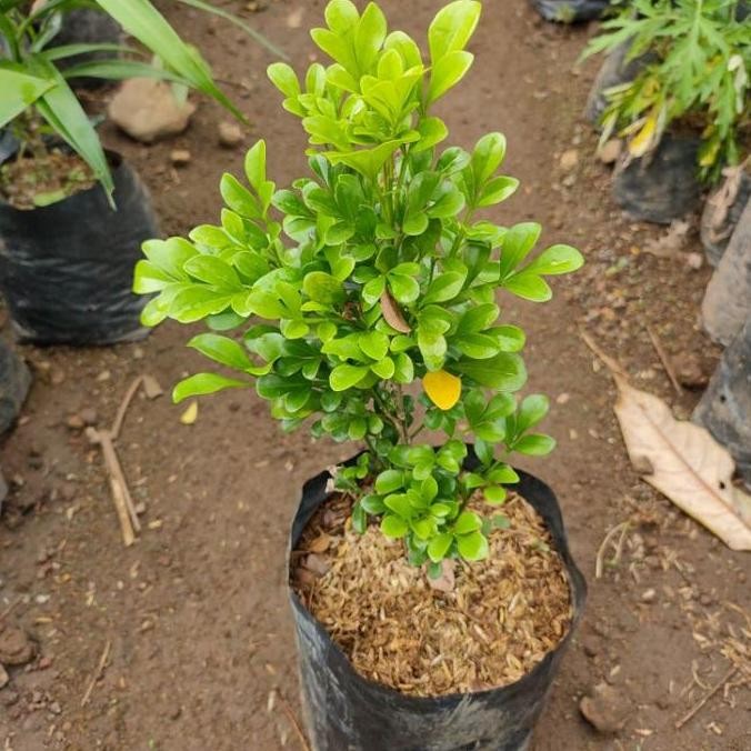 Tanaman Pacar Cina - Bibit Pohon Culan - Kemuning Cina BARANG SUPER