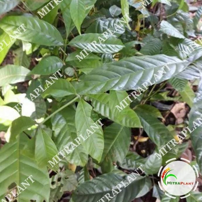 Bibit Pohon Kayu Kamper - Tanaman Kayu Kamper - Cinnamomum camphora ISTIMEWA