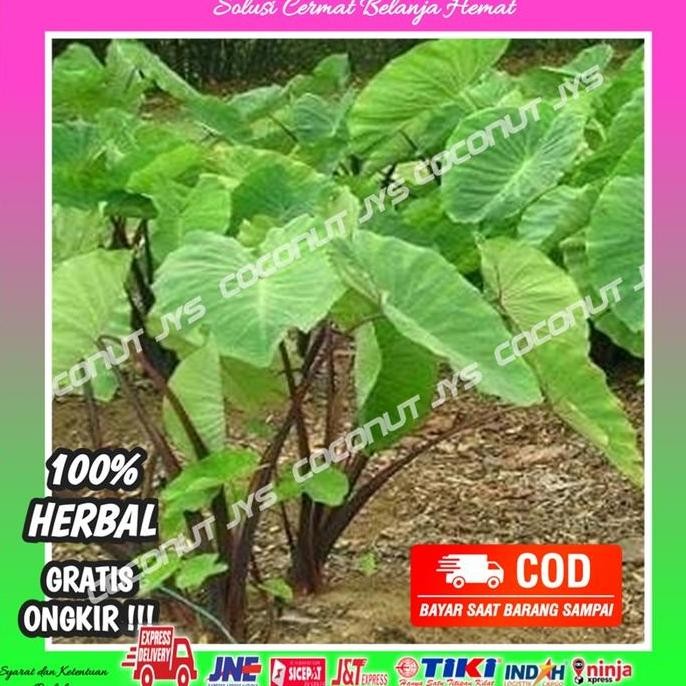 bibit tanaman talas ungu lompong segar siap tanam ISTIMEWA