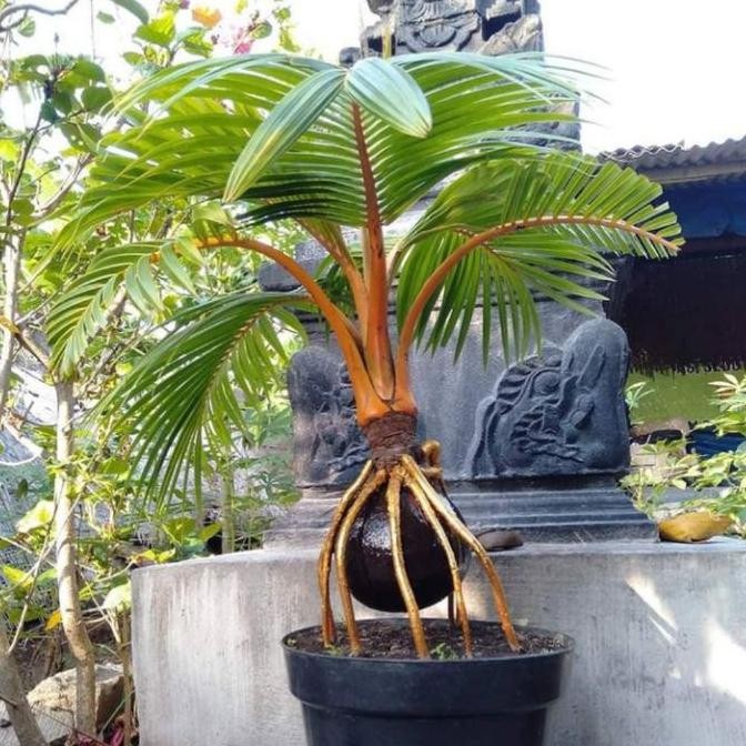 TANAMAN HIAS KELAPA BONSAI-BONSAI KELAPA