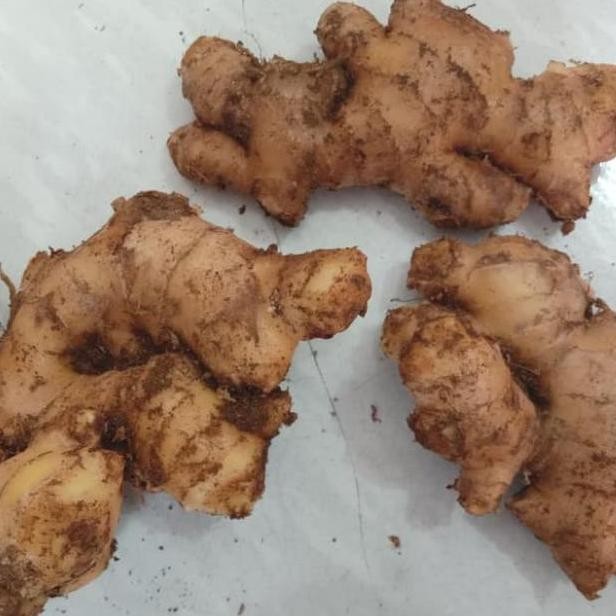 

Diskon! Jahe Putih Segar 1Kg Premium