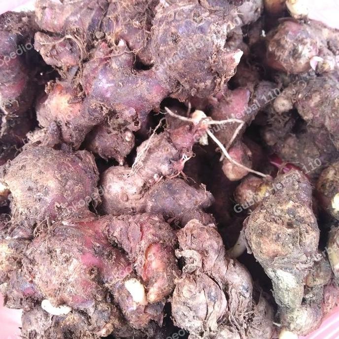 

Diskon! Jahe Merah Lokal Tua Segar 1Kg - Jahe Fresh Pedas Kuat