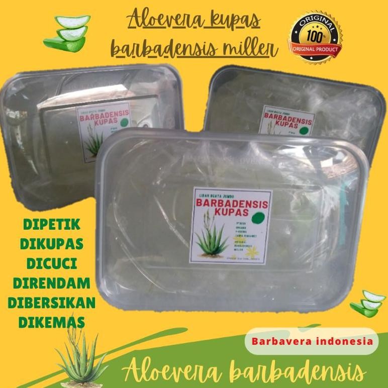 

lidah buaya jumbo barbadensis kupas 500 gr super organik aSt