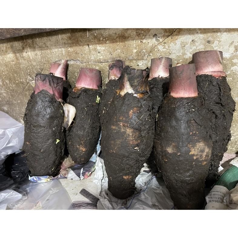 

talas kalimantan per buah (700g) aSt