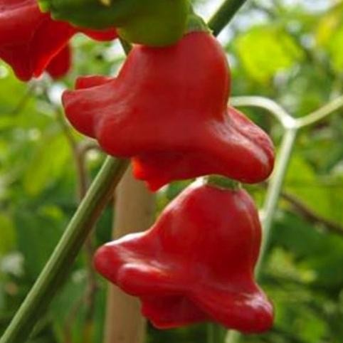 Biji Benih Bibit Cabe Bishop Crown Pepper Cabai Hias Pedas