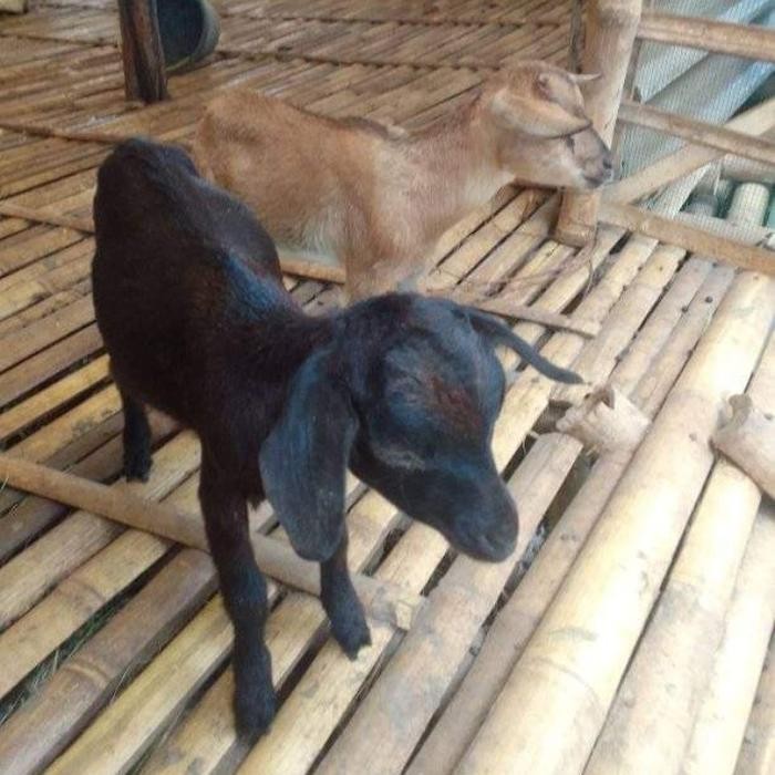 

ATS ANAK KAMBING DOMBA HIDUP SEHAT SIAP PELIHARA